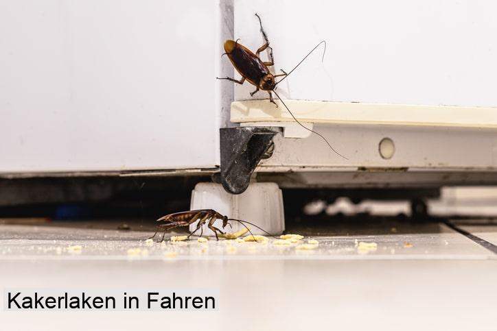 Kakerlaken in Fahren